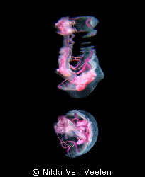 Jellyfish and reflection taken at Ras Umm Sid on a night ... by Nikki Van Veelen 